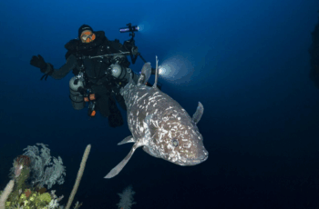 Penemuan Ikan Purba Coelacanth Hidup Pertama di Perairan Maluku Utara, Indonesia