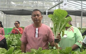 Unpatti Kembangkan Hidroponik sebagai Usaha Produktif dan Sarana Pembelajaran Mahasiswa